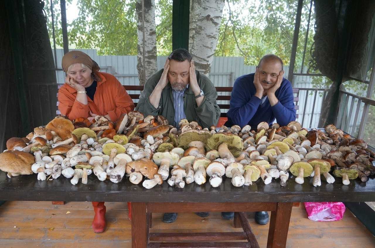 Когда грибники начинают собирать грибы в лесу?