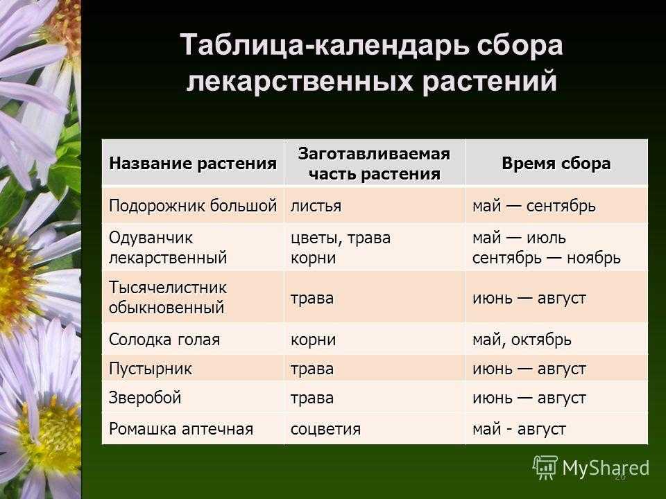 Как собирать и использовать полезные лекарственные растения и травы для поддержания здоровья