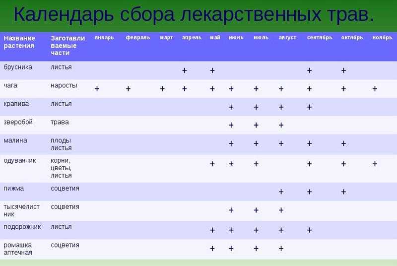 Правила сбора лекарственных растений