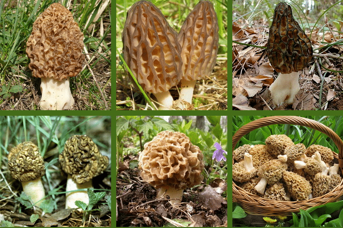 Опенок весенний (gymnopus dryophilus): описание, где растет, как отличить, фото и сходные виды