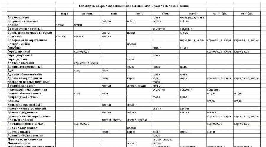 Полезные травы для чая: как правильно собрать и заготовить