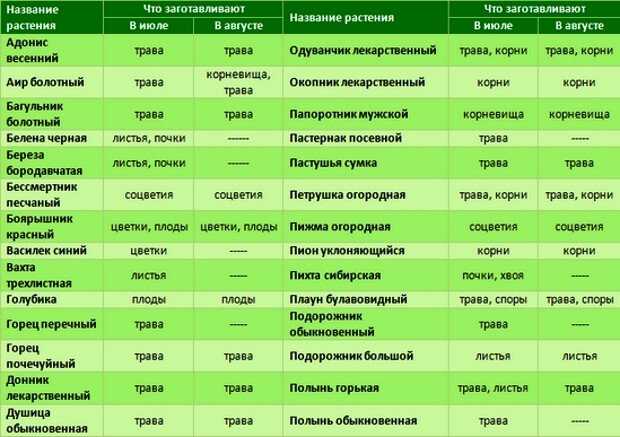 Лучшие приложения для распознавания растений, грибов и насекомых: карманная энциклопедия. cтатьи, тесты, обзоры