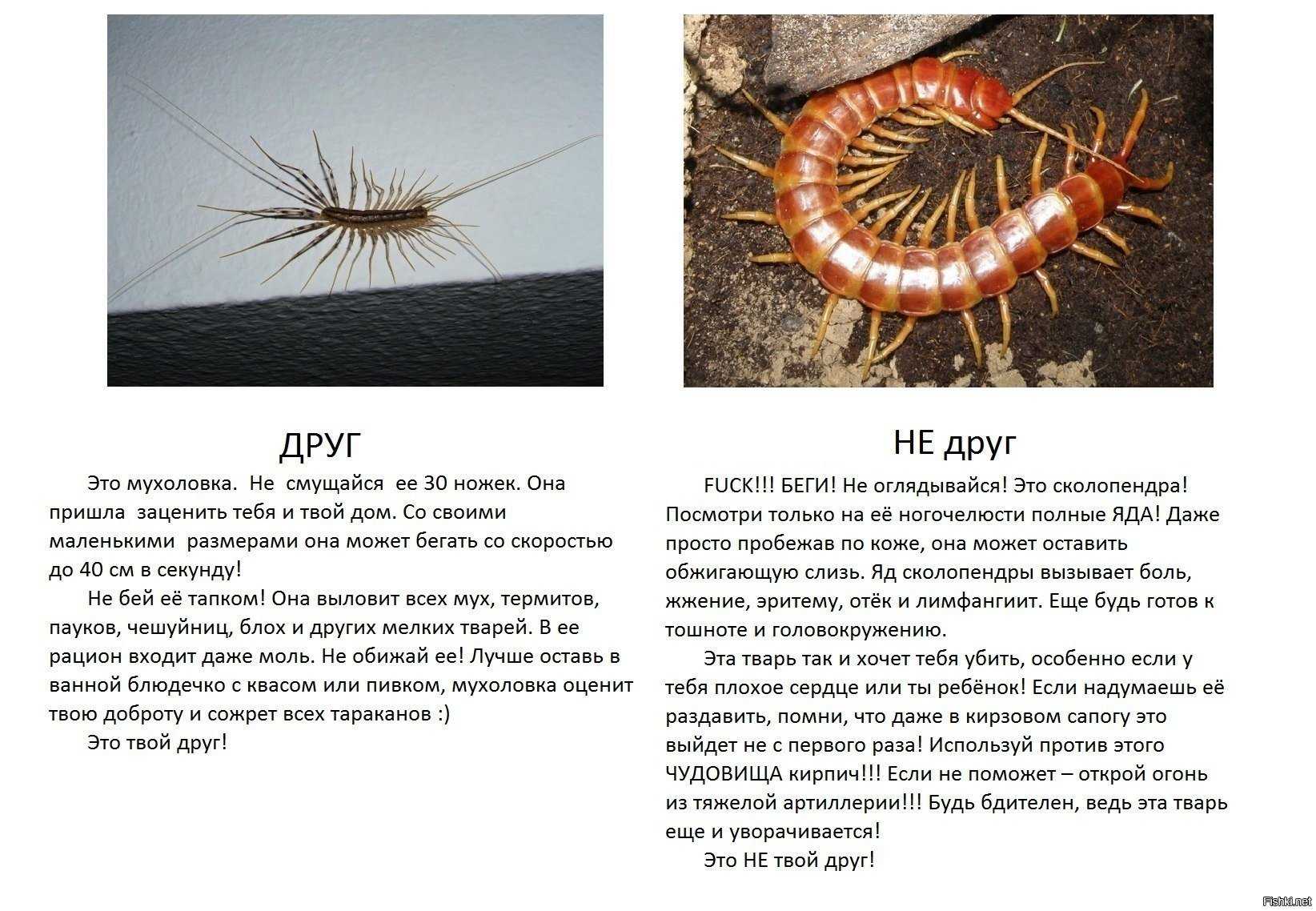 Одежда от комаров и клещей: обзор лучших костюмов, цены, отзывы