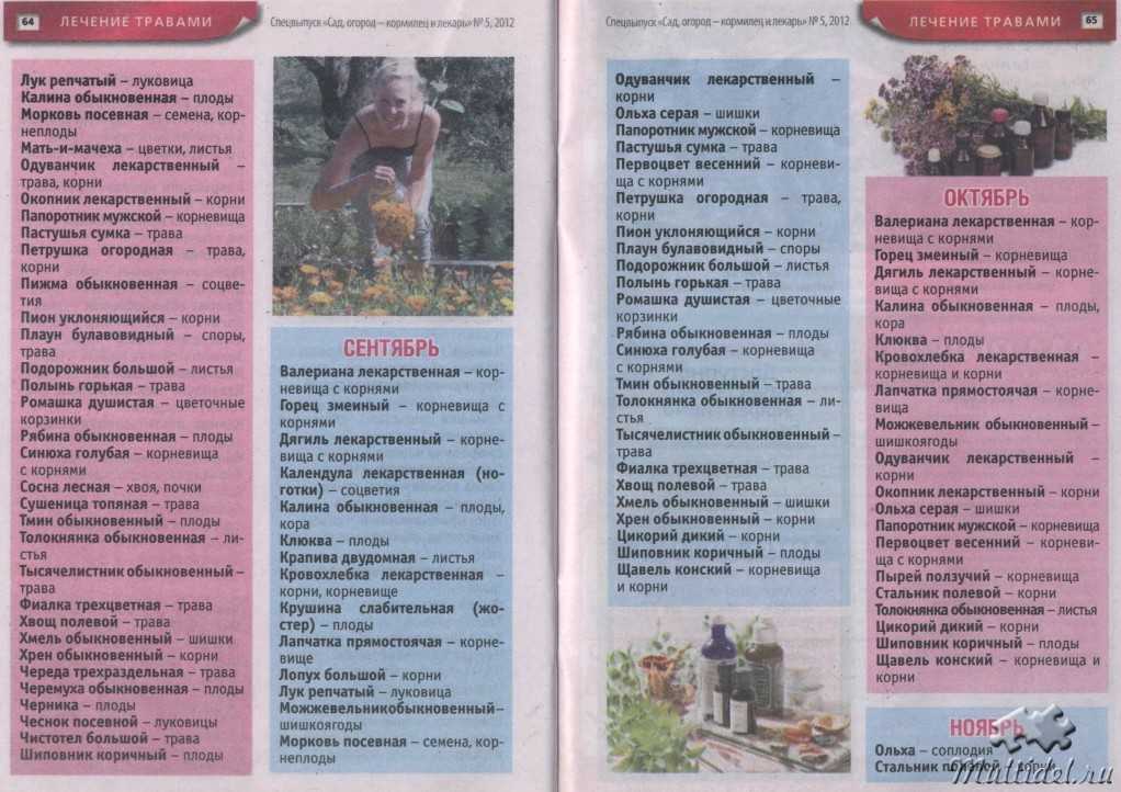 Список лучших бесплатных приложений для определения растений по фото