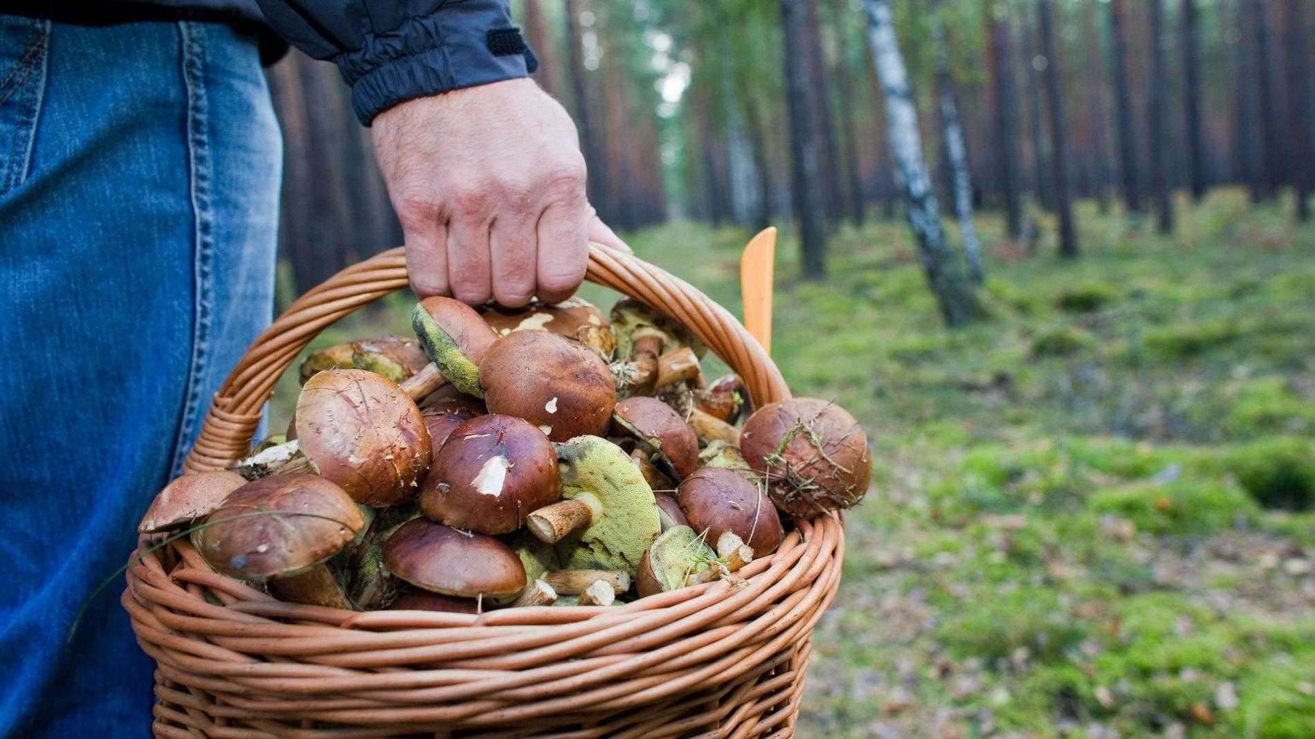Опята и ложные опята: как отличить, фото, названия, как выглядят, где искать