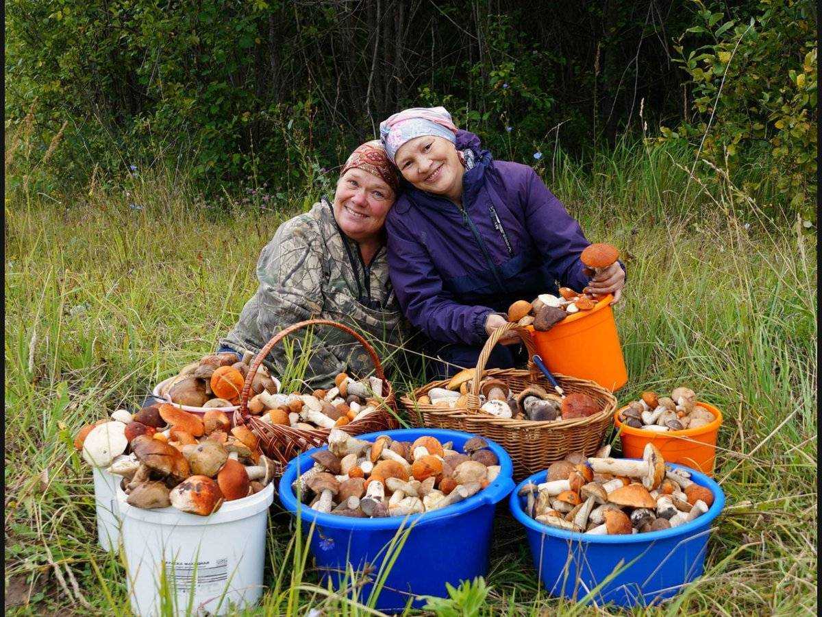 Съедобные грибы – названия, фото и описания